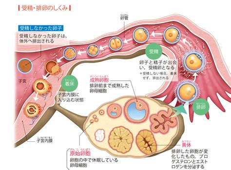 孕 まさ れる|妊娠 の読み方.